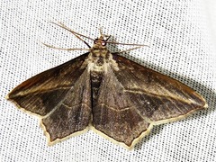 Chiasmia simplicilinea