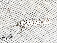 Yponomeuta strigillatus