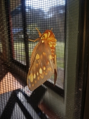 Citheronia bellavista