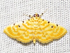 Notarcha quaternalis