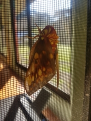 Citheronia bellavista