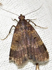 Hydrillodes uliginosalis