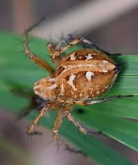 Oxyopes heterophthalmus