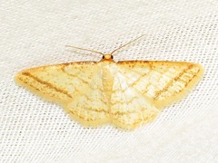 Heterostegane rectistriga