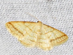 Heterostegane rectistriga