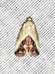 Lithacodia caffristis