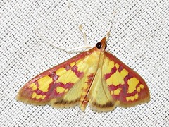 Stenochora lancinalis