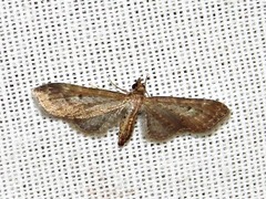 Eupithecia infelix