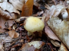 Russula solaris