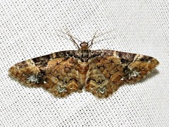 Melanthia ustiplaga