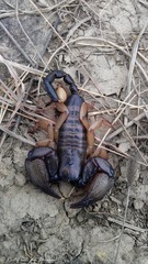 Opisthacanthus validus
