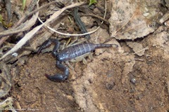 Opisthacanthus validus
