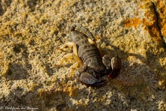 Opisthacanthus validus