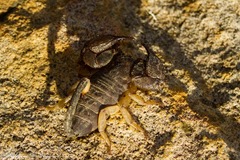 Opisthacanthus validus