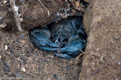 Hormuridae
