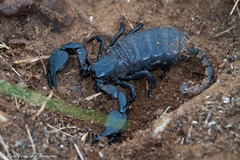 Hormuridae