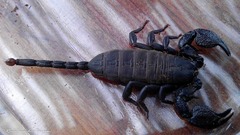 Hormuridae