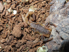 Pseudolychas ochraceus