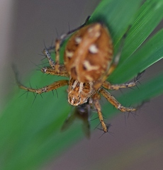Oxyopes heterophthalmus