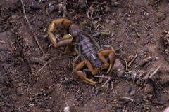 Uroplectes planimanus