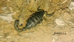 Uroplectes olivaceus