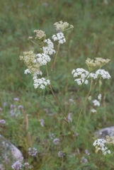 Peucedanum vaginatum