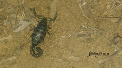 Uroplectes olivaceus