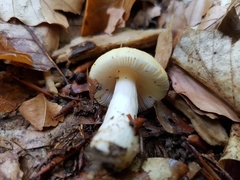 Russula solaris