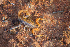 Uroplectes planimanus