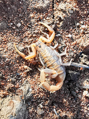 Uroplectes planimanus