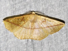 Psilocerea pulverosa