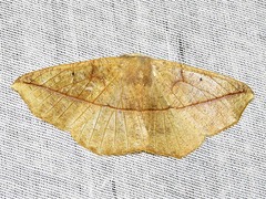 Psilocerea pulverosa