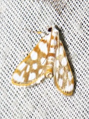 Obtusipalpis pardalis