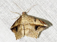 Chiasmia simplicilinea