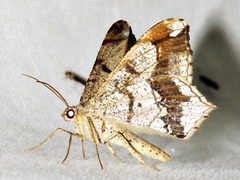 Chiasmia simplicilinea