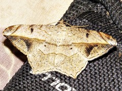 Chiasmia simplicilinea