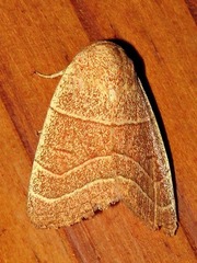 Cosmia natalensis