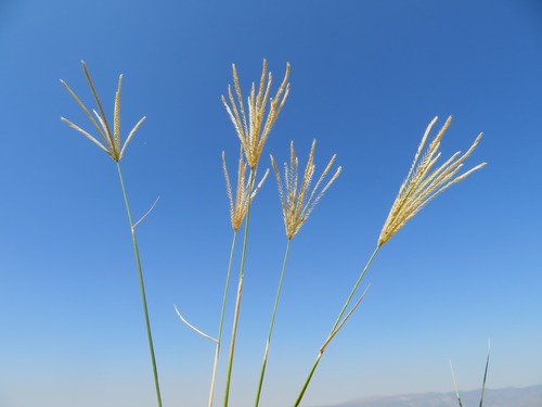 Chloris gayana