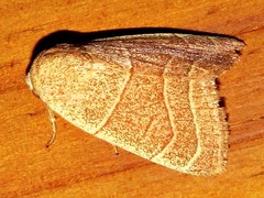 Cosmia natalensis