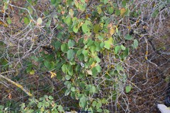Amelanchier ovalis