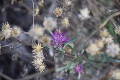 Centaurea alba