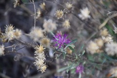 Centaurea alba