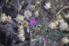 Centaurea alba