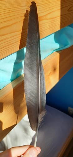Plume de Crave à bec rouge