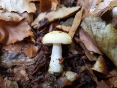 Russula solaris