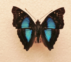 Doxocopa clothilda