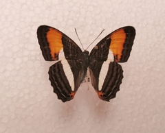 Adelpha cytherea marcia