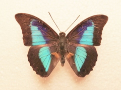 Prepona laertes octavia