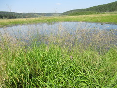 Glyceria arundinacea