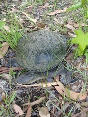 Chelodina